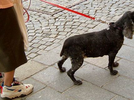 Eine 62-Jährige wurde von zwei raufenden Hunden gestoßen. Eine 62-Jährige wurde von zwei raufenden Hunden gestoßen.