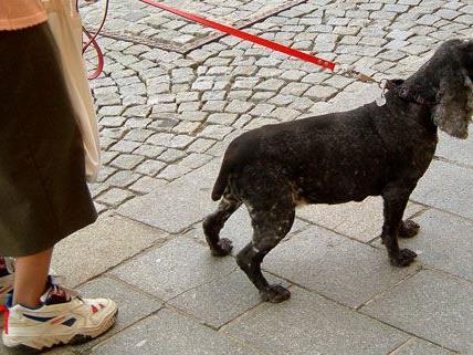 Wiener Pensionistin von raufenden Hunden umgestoßen - Tot