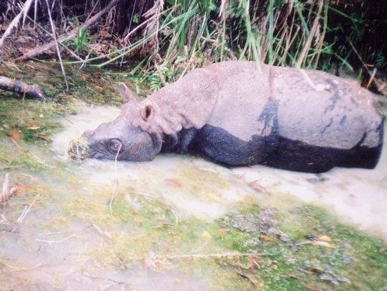 Gewildert: Annamiten-Nashorn war seltenstes Säugetier der Welt. Gewildert: Annamiten-Nashorn war seltenstes Säugetier der Welt.
