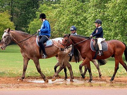 Seestadt Aspern: Neue Reitanlage am Sonntag eröffnet Seestadt Aspern: Neue Reitanlage am Sonntag eröffnet