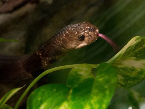 Deutlich schwerer wird bald der Kauf exotischer Reptilien. Die entsprechenden Messen stehen unter politischem Beschuss. Deutlich schwerer wird bald der Kauf exotischer Reptilien. Die entsprechenden Messen stehen unter politischem Beschuss.