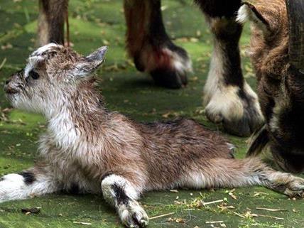 Im Tiergarten Schönbrunn werden eigene Tierbabys als Raubkatzenfutter verwertet.