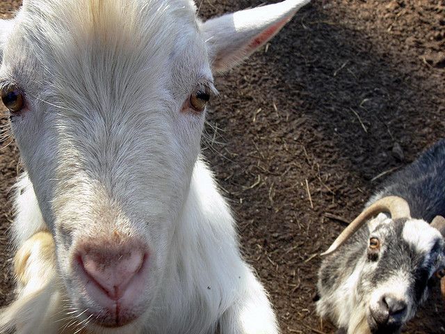 Extreme Tierschützer wittern ein tierfeindliches System in Zoos.