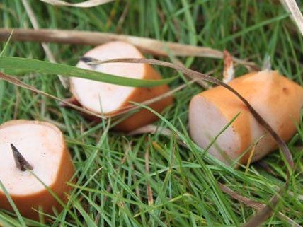 Erneut giftige Köder in der Steiermark gefunden Erneut giftige Köder in der Steiermark gefunden
