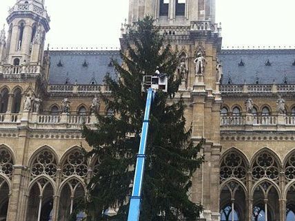 Charlotte S. schoß ein paar erste Bilder des Baumes, der heute errichtet wurde