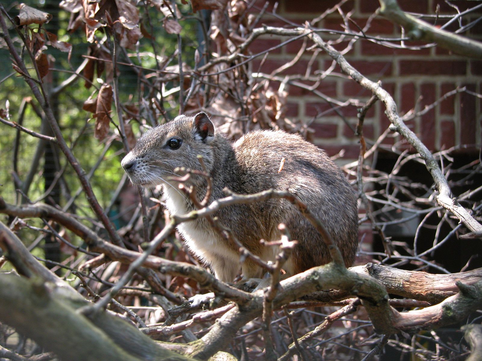 Felsenmeerschweinchen im Palmenhaus der Blumengärten Hirschstetten Felsenmeerschweinchen im Palmenhaus der Blumengärten Hirschstetten