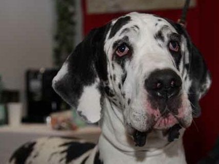 Nicht nur Hundefreunde können sich auf jede Menge Action bei der Haustiermesse freuen Nicht nur Hundefreunde können sich auf jede Menge Action bei der Haustiermesse freuen