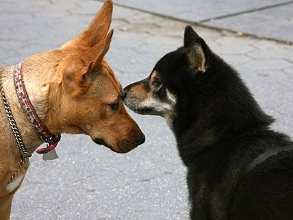 Sie sind so lieb - aber in Zukunft durch die saftige Hundesteuer leider auch ziemlich teuer ... Sie sind so lieb - aber in Zukunft durch die saftige Hundesteuer leider auch ziemlich teuer ...