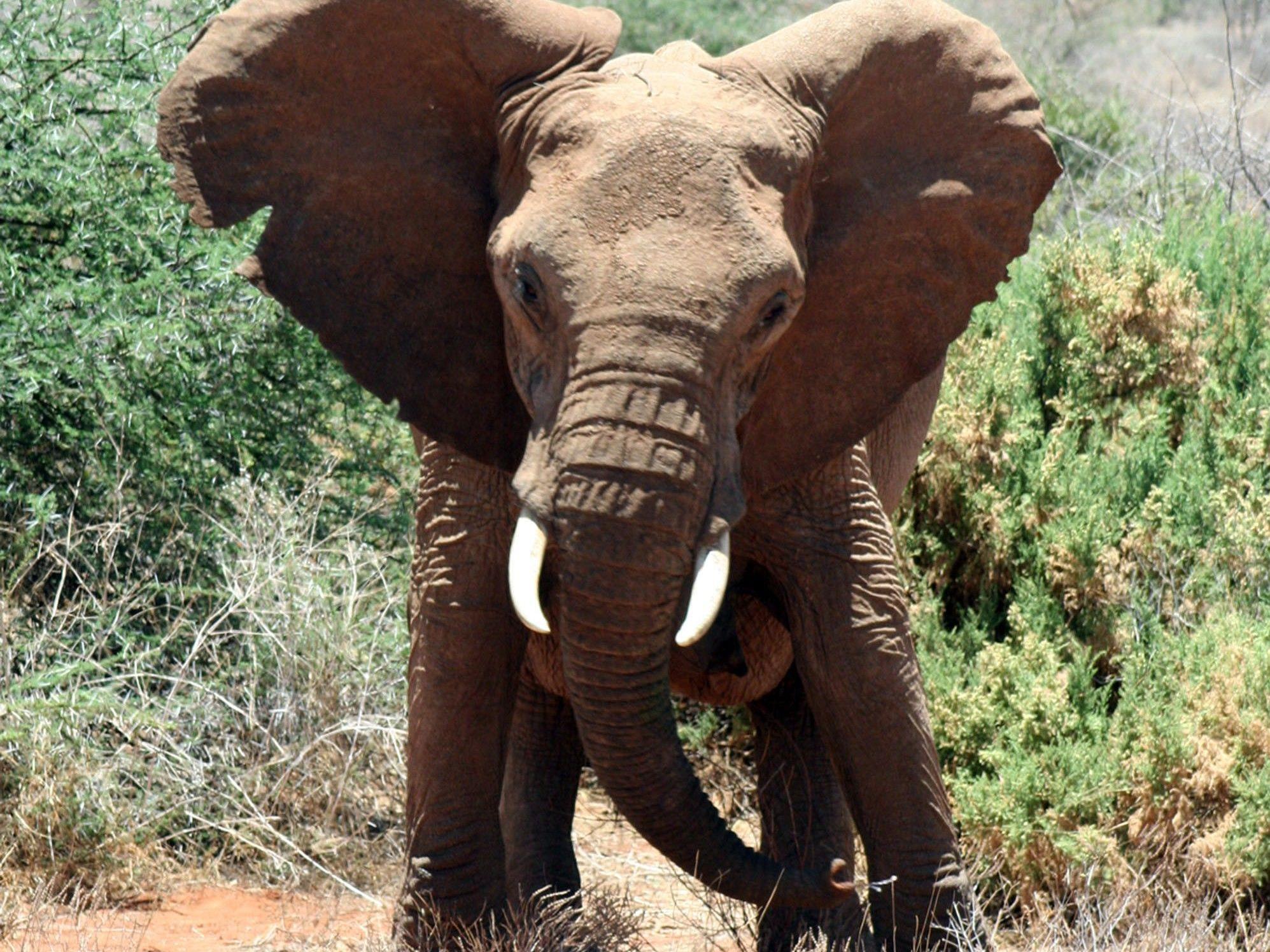 Elefanten nehmen schon beim ersten Summen Reißaus.
