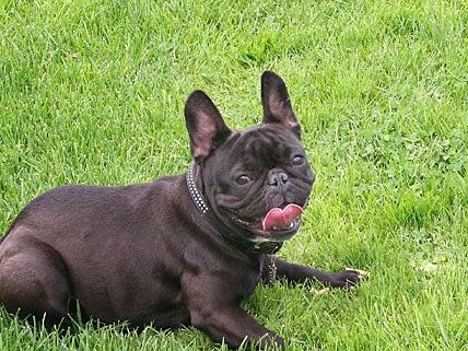 Die Hundehaltung wird in Wien ab 2012 durch die höhere Hundesteuer erheblich teurer Die Hundehaltung wird in Wien ab 2012 durch die höhere Hundesteuer erheblich teurer