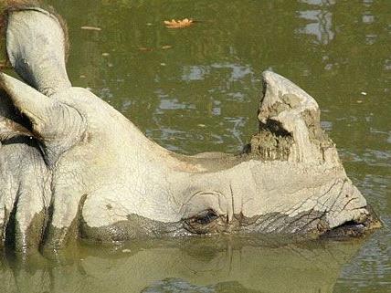 Dieses Schönbrunner Nashorn ist in Sicherheit - die Räuber schlugen bei einem Präparator in Margareten zu