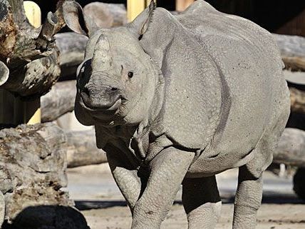 In Schönbrunn leben derzeit zwei Panzernashörner: Sundari und Yange