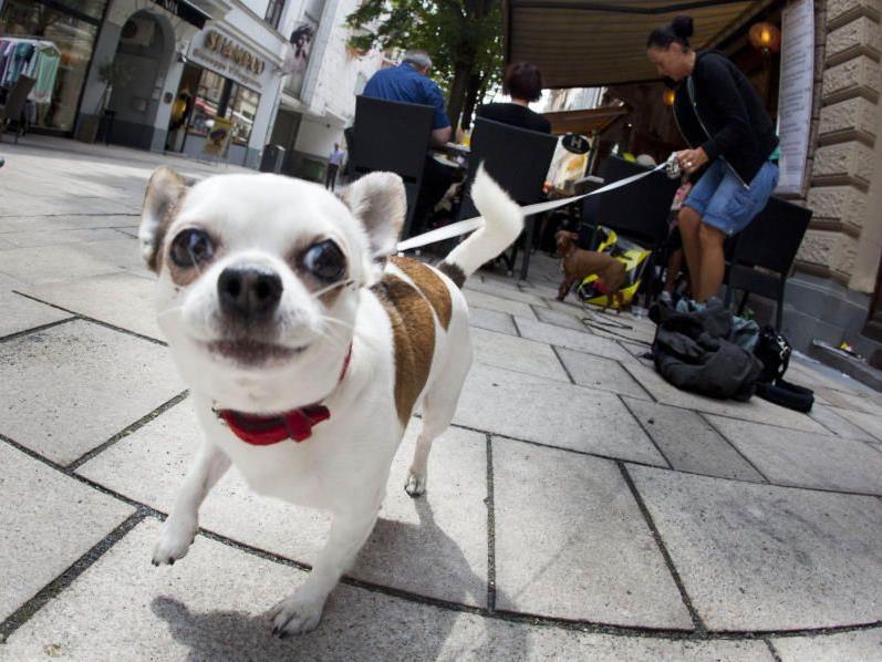 Chihuahuas gelten als die kleinste Hunderasse der Welt.