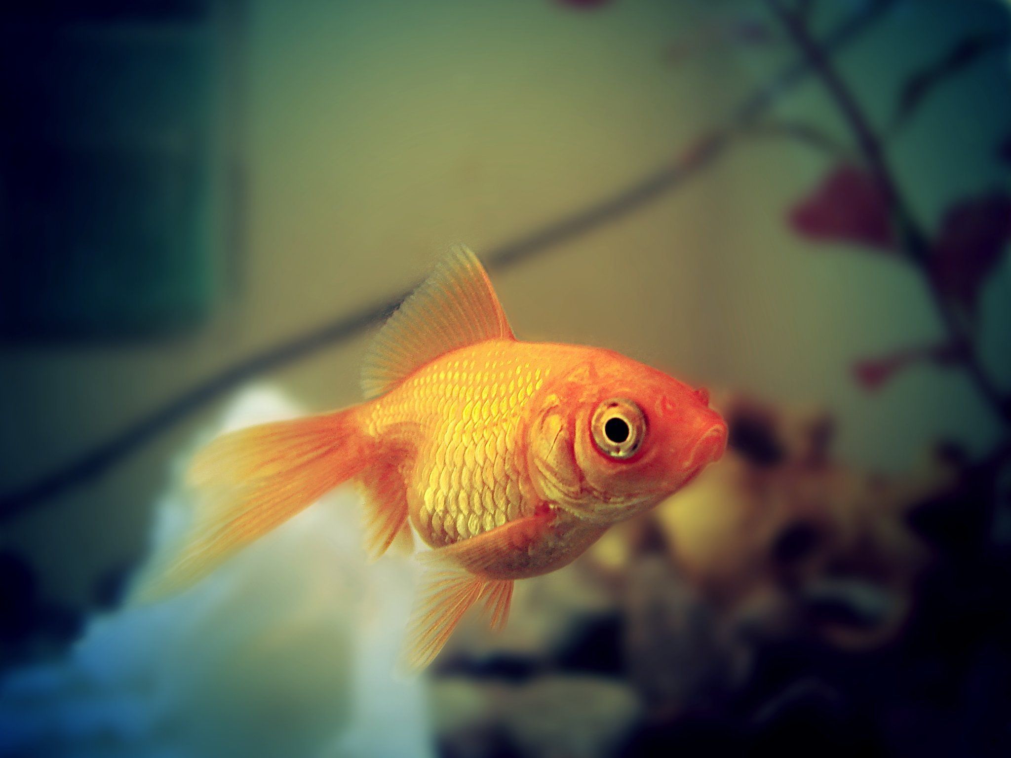 Winzige Süßwassergarnelen, Schnecken und kleinen Zierfische tummeln sich in Nano-Aquarien Winzige Süßwassergarnelen, Schnecken und kleinen Zierfische tummeln sich in Nano-Aquarien