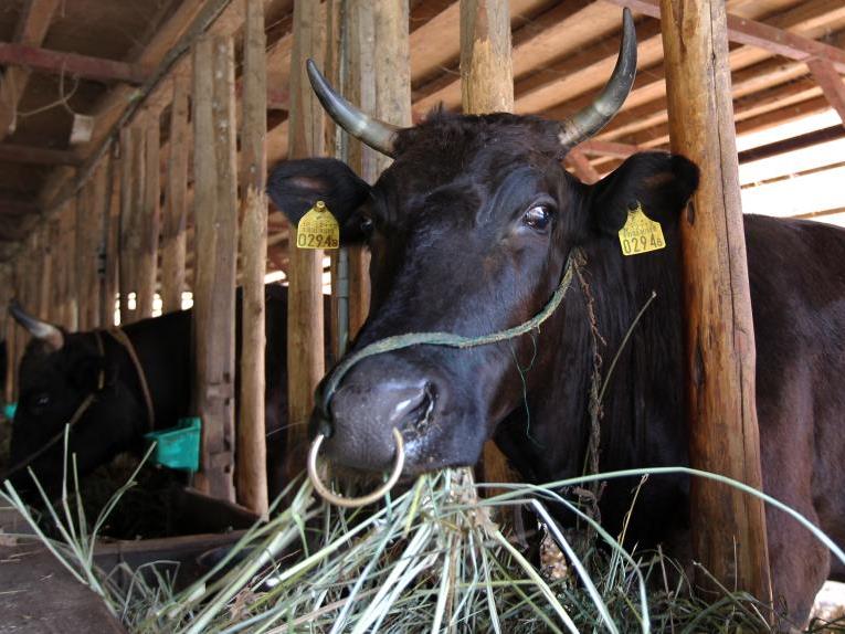 Züchter wollen die Rinder lieber für die Forschung benutzen als sie töten zu lassen