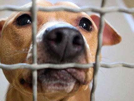 Die Gesetze rund um Tiere - und speziell Hunde - in Rumänien sorgen für Zündstoff.