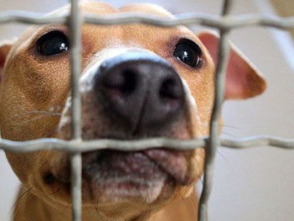 Die Gesetze rund um Tiere - und speziell Hunde - in Rumänien sorgen für Zündstoff. Die Gesetze rund um Tiere - und speziell Hunde - in Rumänien sorgen für Zündstoff.