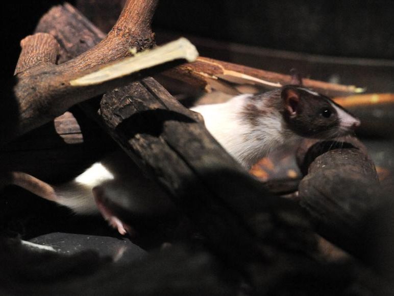 Einer der Bewohner des neuen Rattenhauses Einer der Bewohner des neuen Rattenhauses