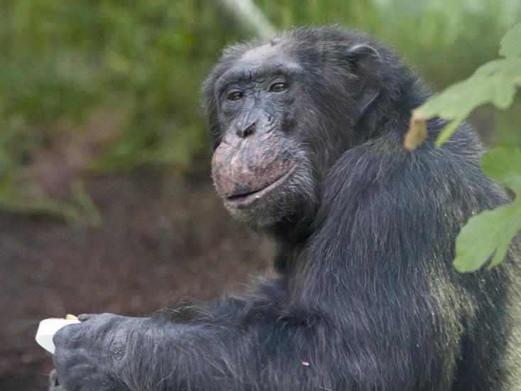 Schimpanse Toni genießt am Dienstag seinen Geburtstagskuchen.