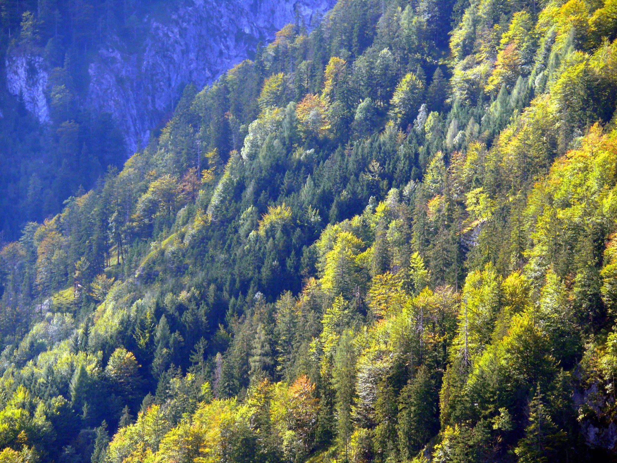 Für das waldreiche und gebirgige Vorarlberg ist der Schutzwald von besonderer Bedeutung. Für das waldreiche und gebirgige Vorarlberg ist der Schutzwald von besonderer Bedeutung.