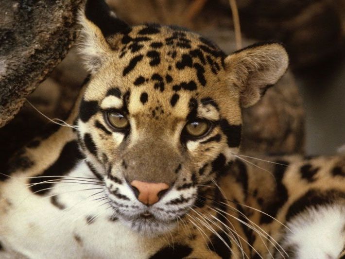 Die meisten Wildkatzen wurden demnach in einem ungeschützten Waldkorridor fotografiert Die meisten Wildkatzen wurden demnach in einem ungeschützten Waldkorridor fotografiert