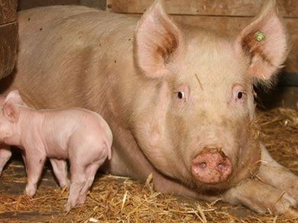 Tierquäler geht im Kärnten um Tierquäler geht im Kärnten um