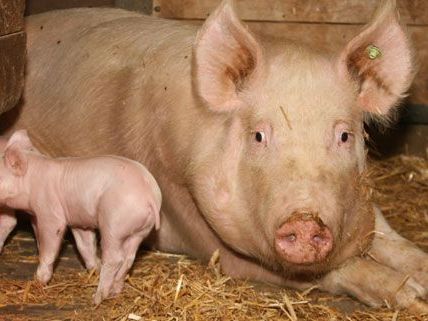 Tierquäler geht im Kärnten um