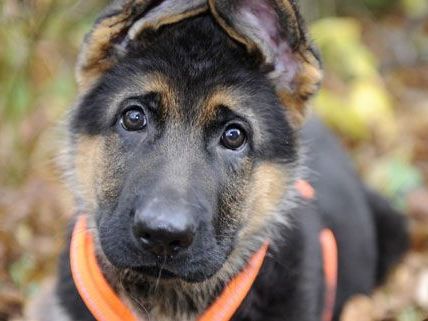 weltweit gibt es Demonstrationen für die Hunde in der Ukraine