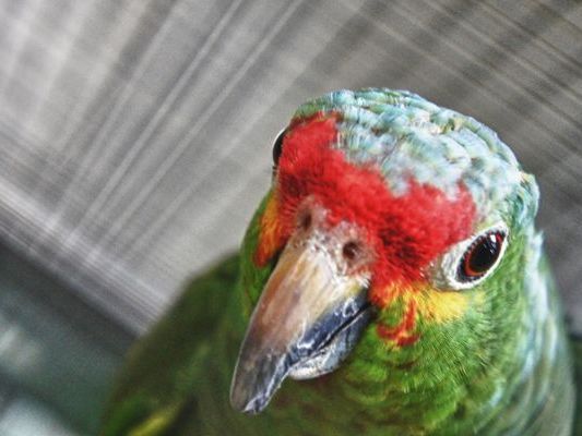 Die Papageien sind nur 'Untermieter' im Tierschutzhaus und werden von der AG Papageienschutz betreut. Die Papageien sind nur 'Untermieter' im Tierschutzhaus und werden von der AG Papageienschutz betreut.