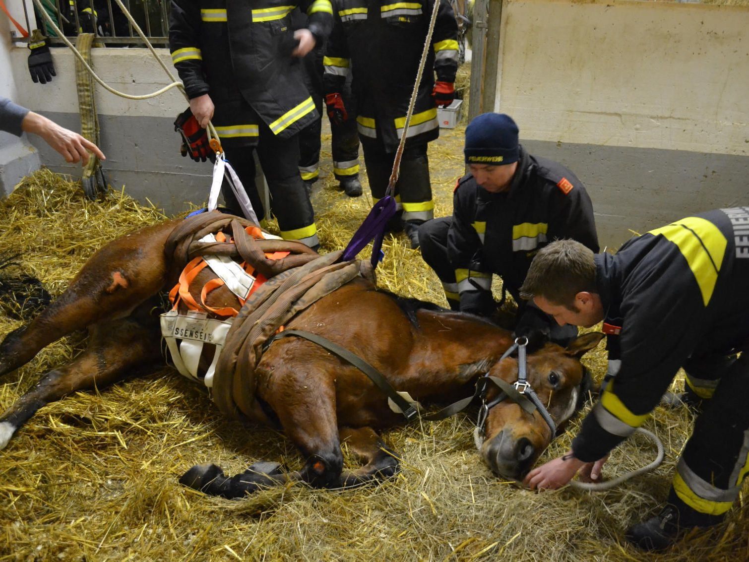 Vier Stunden versuchten Feuerwehr-Einsatzkräfte ein Pferd zu bergen. Vier Stunden versuchten Feuerwehr-Einsatzkräfte ein Pferd zu bergen.