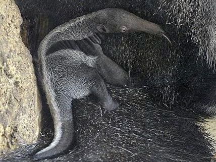 Ganz schön frech: Der kleine Ameisenbär zeigt gerne Zunge. Ganz schön frech: Der kleine Ameisenbär zeigt gerne Zunge.