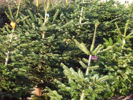 Doch nicht "aus Österreich": Schwindel mit Christbäumen.