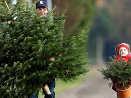 Und wann kaufen Sie Ihren Christbaum 2011? Und wann kaufen Sie Ihren Christbaum 2011?