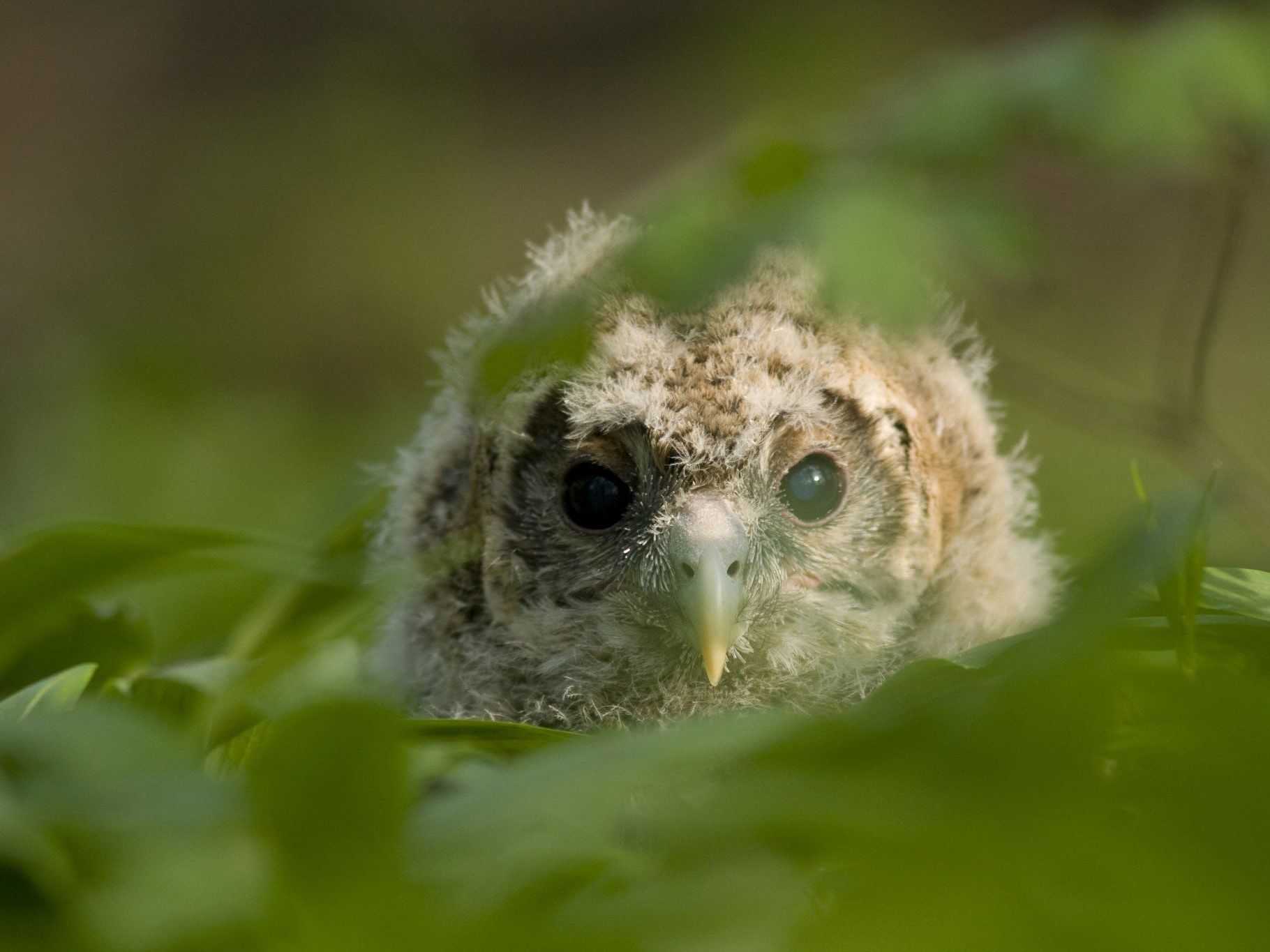 Der Habichtskauz, ein Eulenvogel, erobert langsam wieder einen Lebensraum in Niederösterreiche