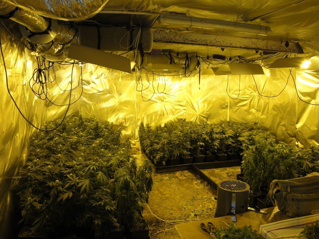 Eine professionelle Cannabisplantage wurde in Geras aufgefunden.
