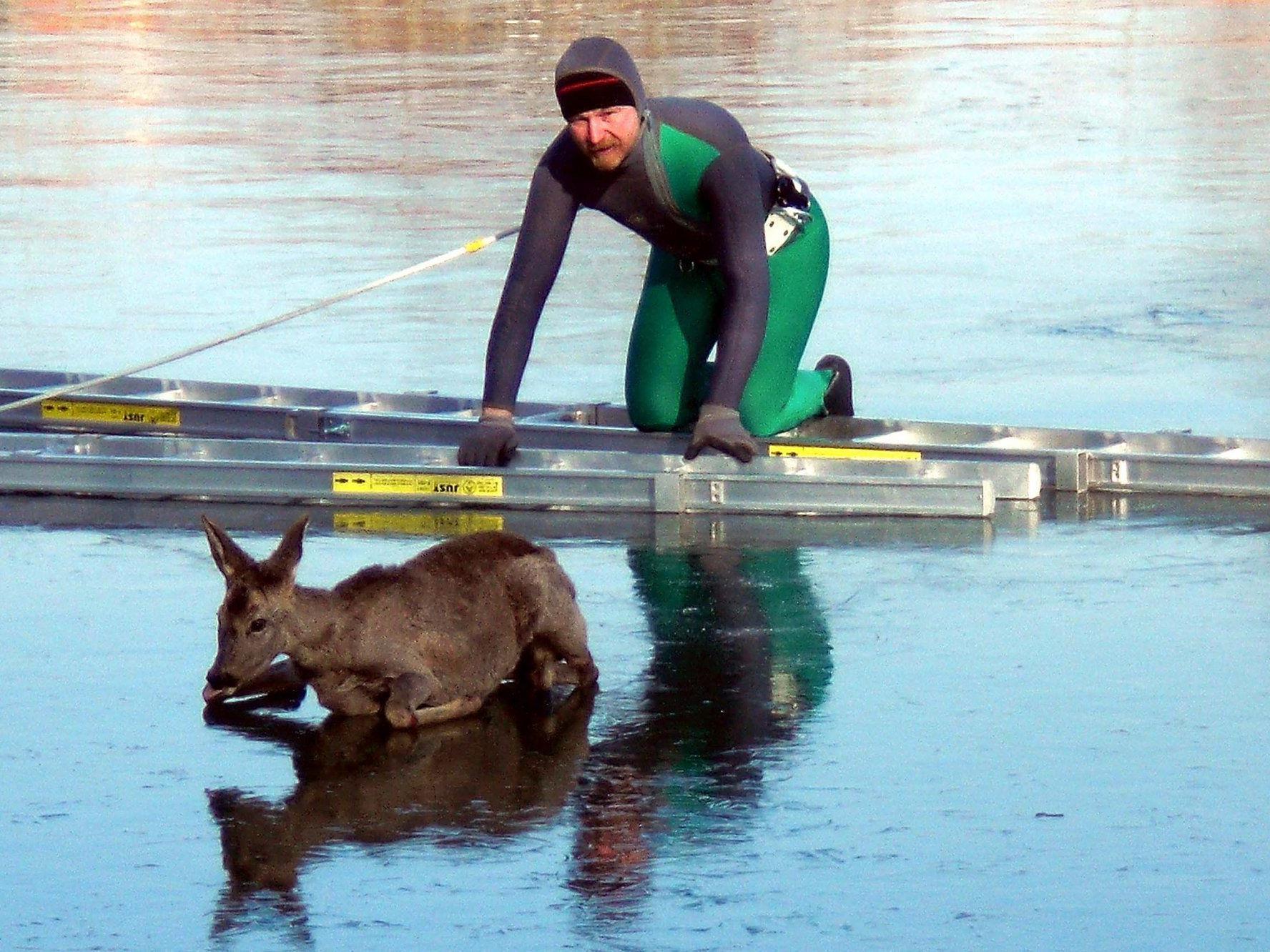 Ein verirrtes Reh wurde vone inem zugefrorenen See im Burgenland gerettet.