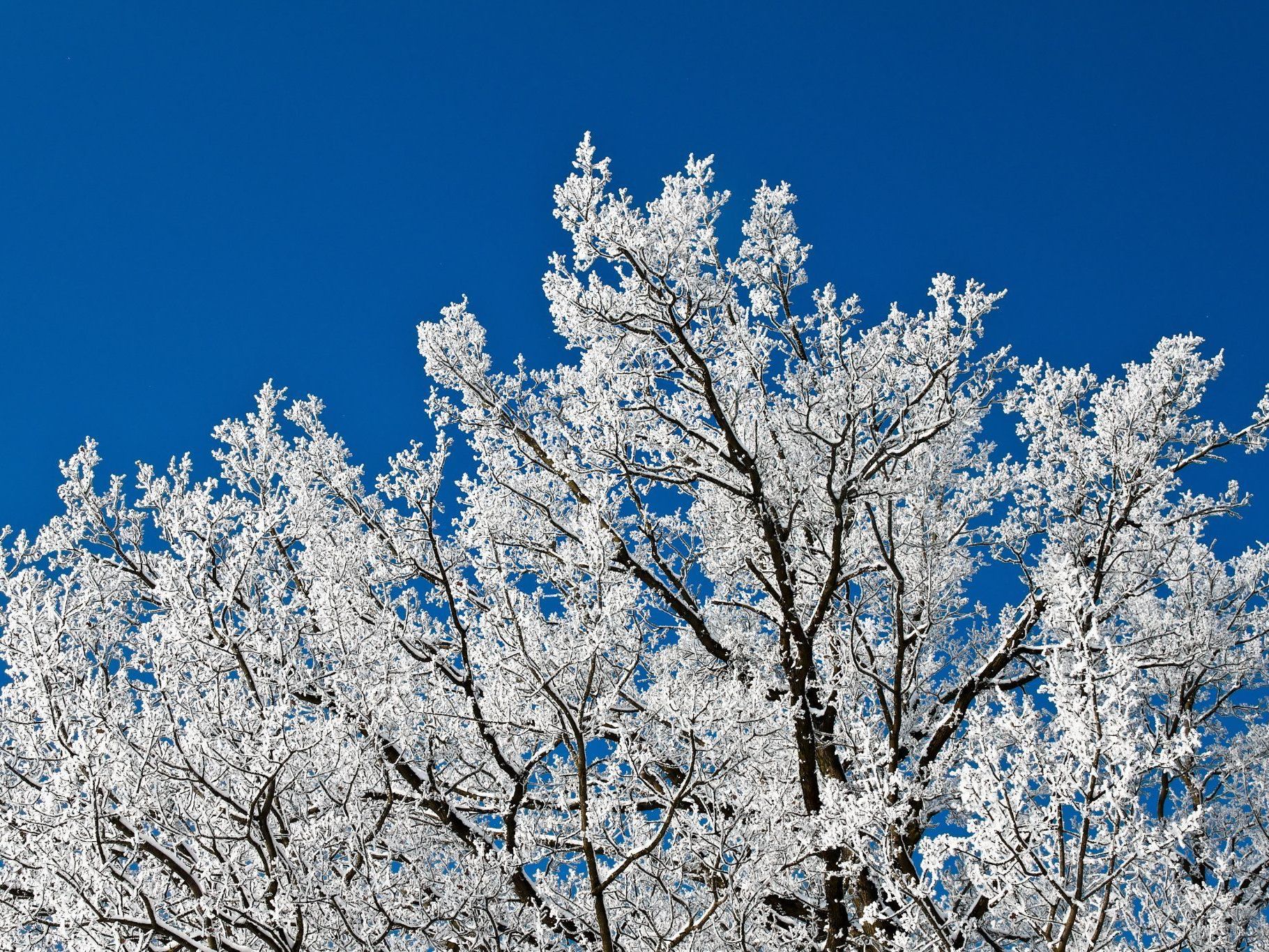 Wunderbare Winterlandschaft im Lainzer Tiergarten