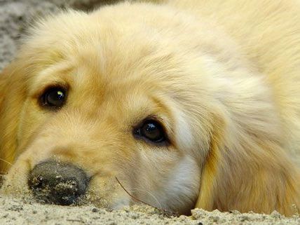 Hund in Oberösterreich vergiftet Hund in Oberösterreich vergiftet
