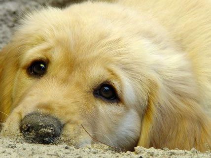 Hund in Oberösterreich vergiftet