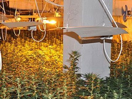 Diese Plantage mit 2.100 Cannabispflanzen wurde bereits im Oktober 2011 entdeckt