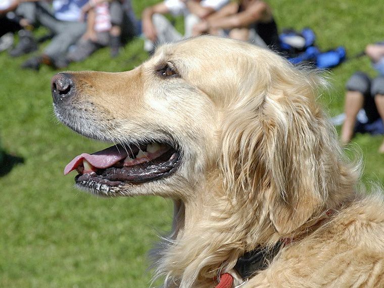 Hund am Rellseck oberhalb von Bartholomäberg, 30. August 2009 Hund am Rellseck oberhalb von Bartholomäberg, 30. August 2009
