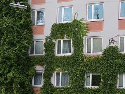Fassadenbegünung ist auf der Wiener Nachhaltigkeitsmesse ein Schwerpunktthema