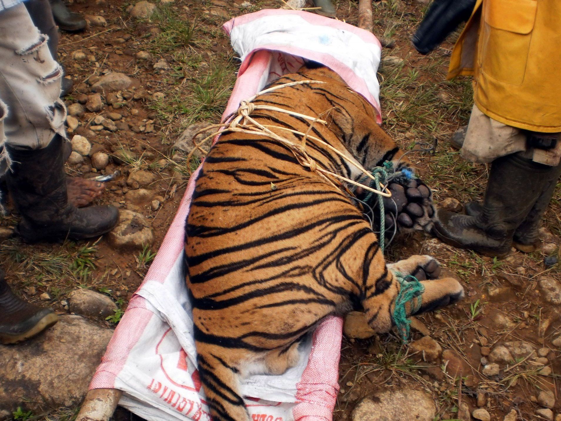Tiger mit neun Speerstichen schwer verletzt Tiger mit neun Speerstichen schwer verletzt