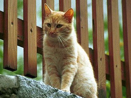 Eine wertvolle rote Katze wurde versehentlich überfahren - ihre Besitzerin klagte in Wiener Neustadt Eine wertvolle rote Katze wurde versehentlich überfahren - ihre Besitzerin klagte in Wiener Neustadt