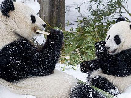 Klein Fu-Hu knabbert mit seiner Mutter genüsslich auch im Schnee Bambus