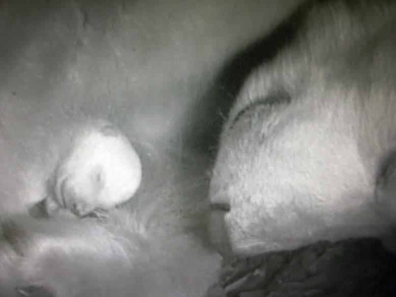 Das Bild aus der Überwachungskamera im Zoo Wuppertal zeigt den Nachwuchs beim Eisbärenpaar "Vilma" und "Lars"