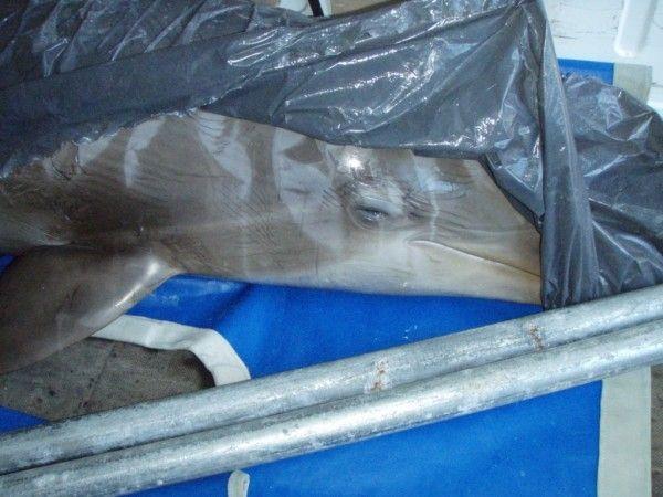 Zweifel am tierärztlichen Gutachten zur Todesursache der Delfine