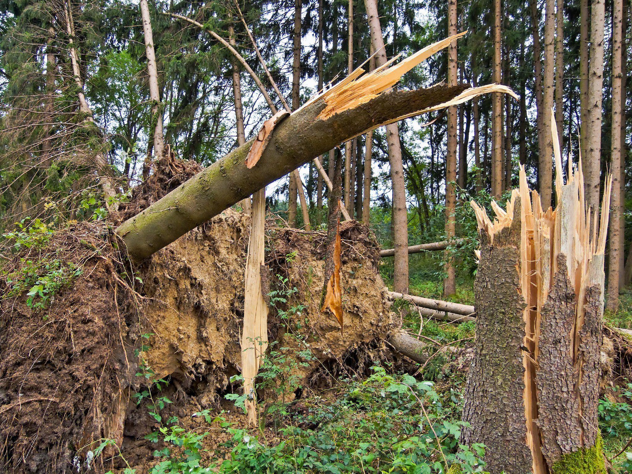 Zwei Menschen wurden am Samstag in Oberösterreich bei Waldarbeiten schwer verletzt.