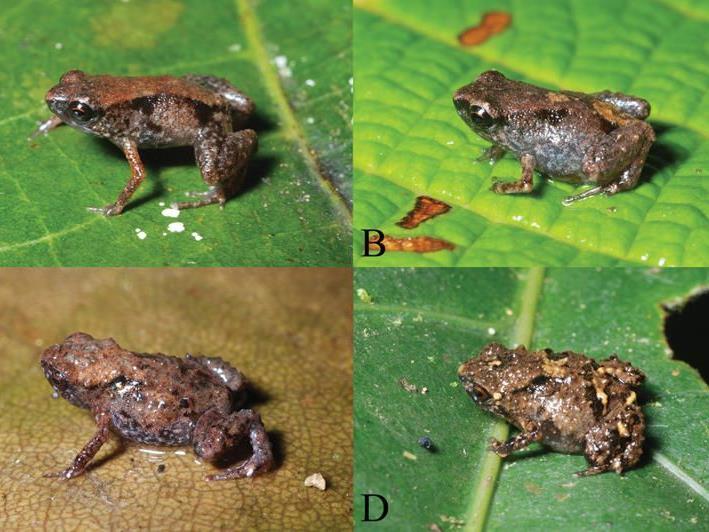 Die Bildkombo zeigt die auf Neuguinea neu entdeckten, nur acht bis neun Millimeter grossen Miniaturfroscharten Paedophryne dekot (A,B) und Paedophryne verrucosa (C,D).