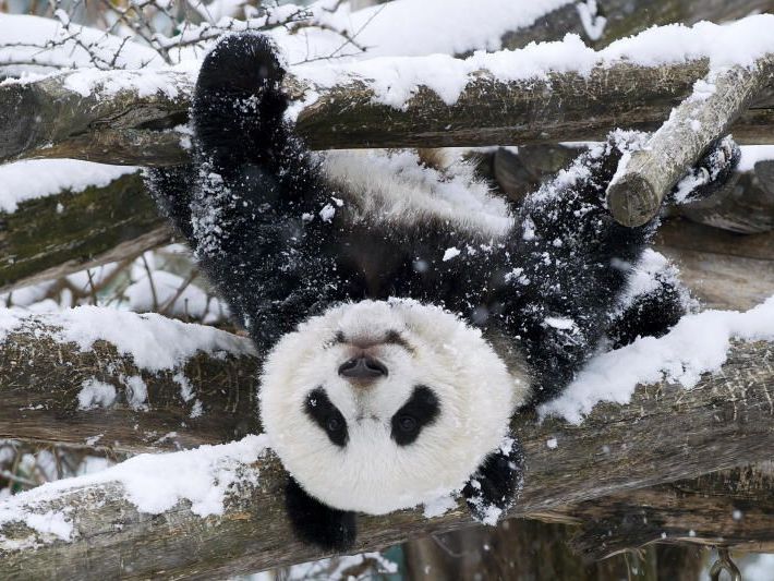 Fu Hu ist einer der Stars im Tiergarten Schönbrunn. Fu Hu ist einer der Stars im Tiergarten Schönbrunn.